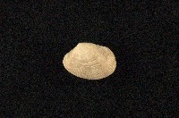 藏品(小眼花簾蛤)的圖片